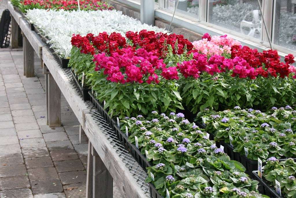 Polillios Garden Center | 1883 Central St, Stoughton, MA 02072, USA | Phone: (781) 344-2783