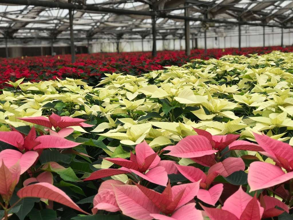 Leider Greenhouses & Garden Center | 1625 Leider Ln, Buffalo Grove, IL 60089, USA | Phone: (847) 634-4060