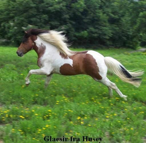 Klakahross Icelandic Horse Training Facility in Oklahoma | 18243 S 132nd E Ave, Bixby, OK 74008, USA | Phone: (918) 855-9742