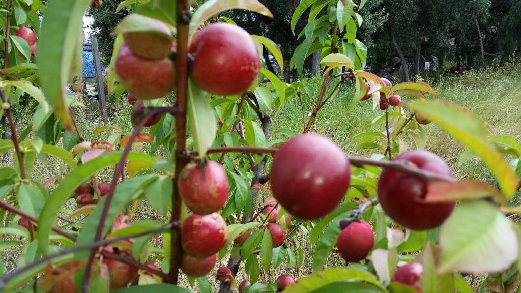 Mosaic Community Garden of Chula Vista | 960 5th Ave, Chula Vista, CA 91911, USA | Phone: (619) 457-1299