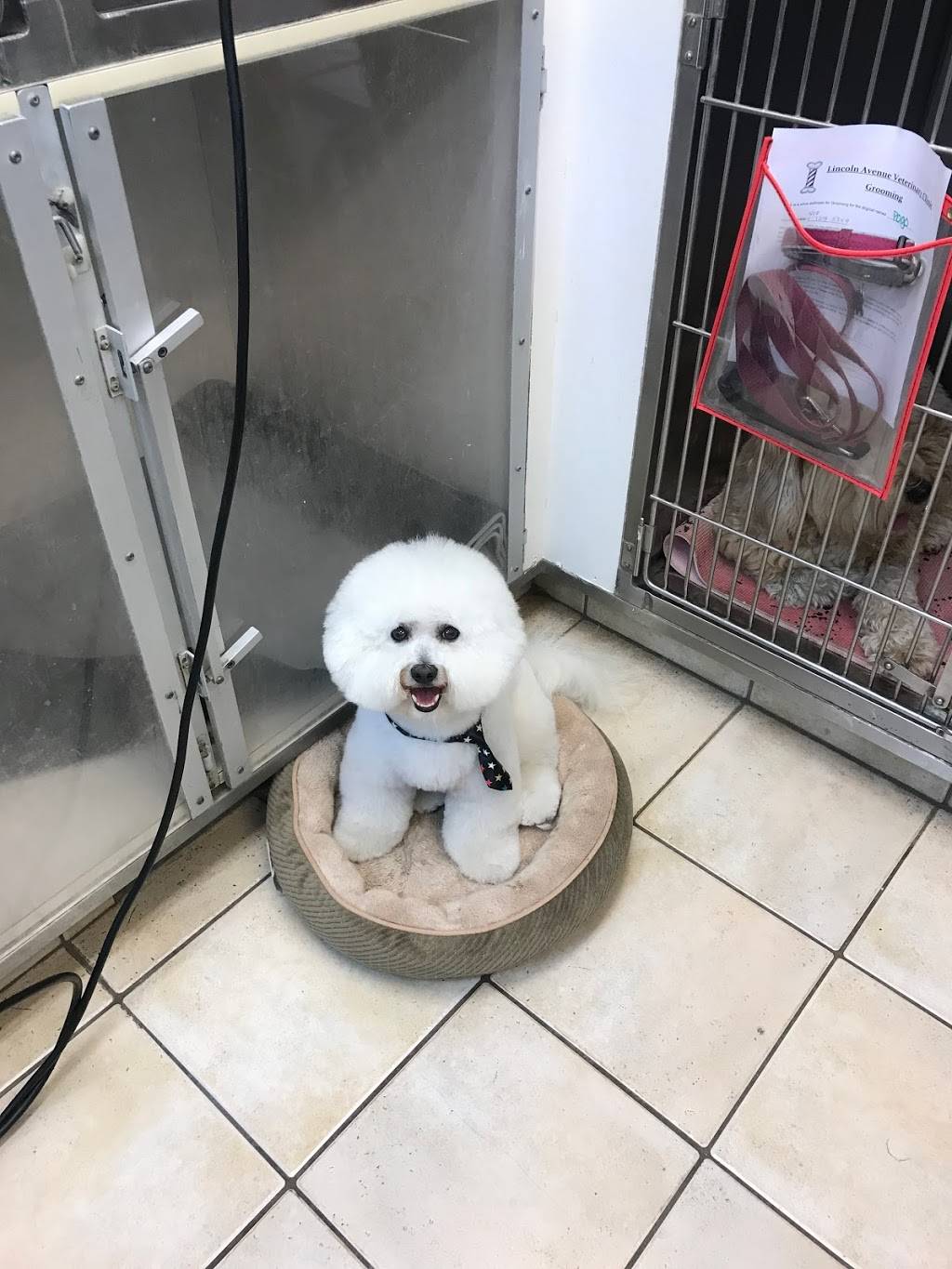 lincoln ave veterinary clinic