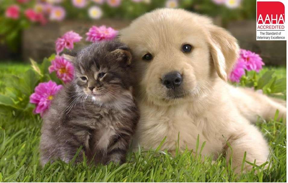 Bay Country Veterinary Hospital | 1197 Generals Hwy, Crownsville, MD 21032, USA | Phone: (410) 923-3040