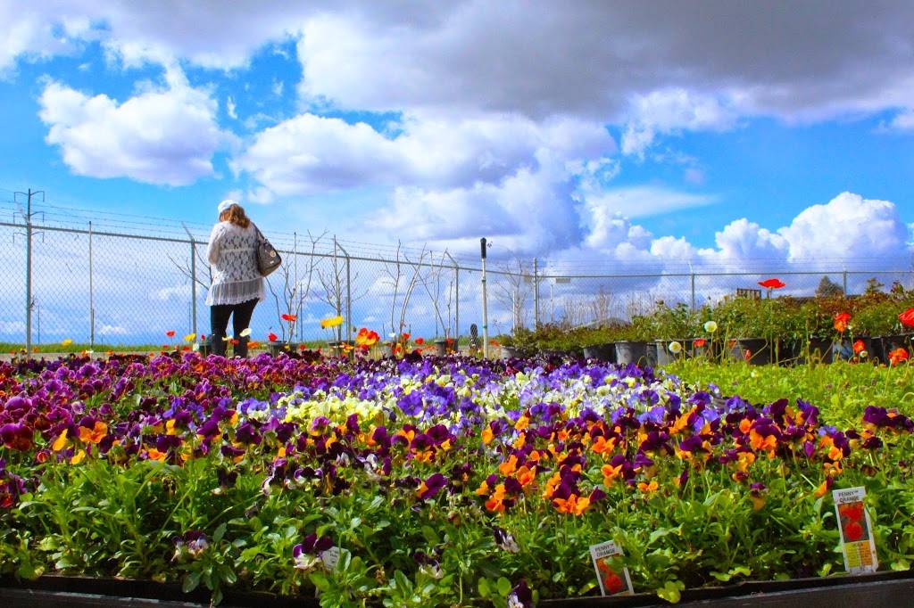 Green Hills Nursery | 2408 N Armstrong Ave, Fresno, CA 93727 | Phone: (559) 291-8733