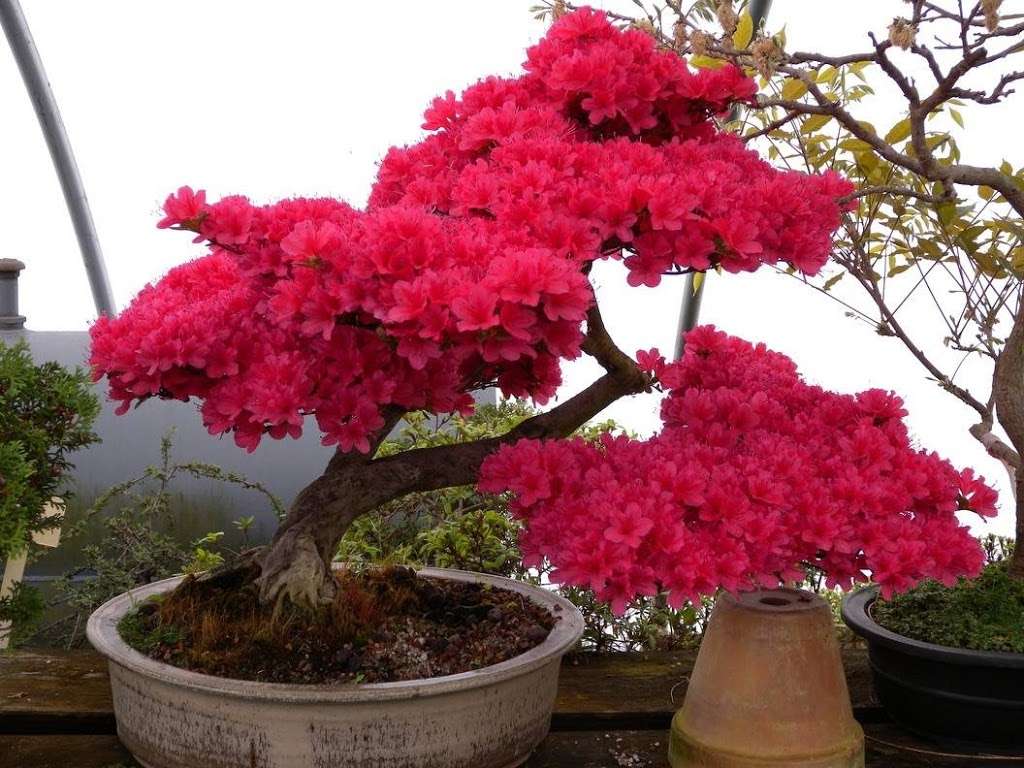 Allshapes Bonsai & Nursery | 230 Everitts Rd, Ringoes, NJ 08551, USA | Phone: (908) 788-1938