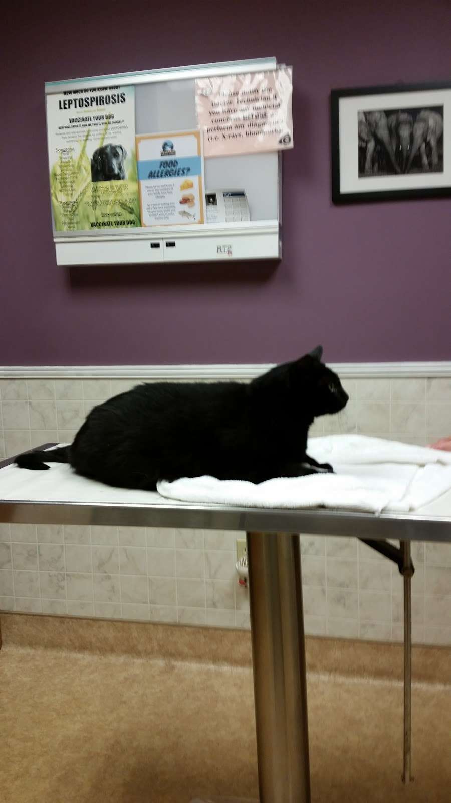 Stanglein Veterinary Clinic | 2614 Cherryville Rd, Northampton, PA 18067, USA | Phone: (610) 262-6986