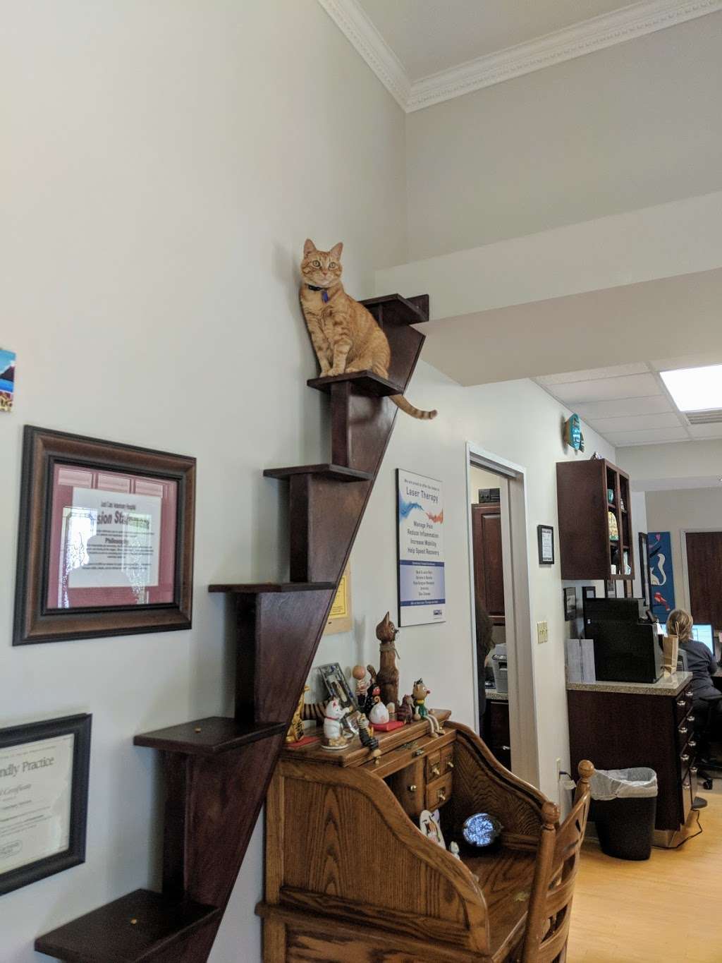 Just Cats Veterinary Services | 1015 Evergreen Cir, Spring, TX 77380, USA | Phone: (281) 367-2287