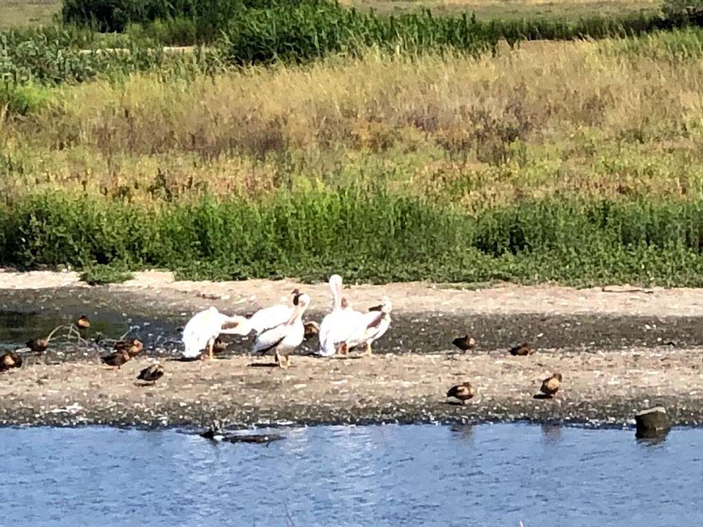 Pelican Nesting View | Adobe Creek Loop Trail, Palo Alto, CA 94303, USA