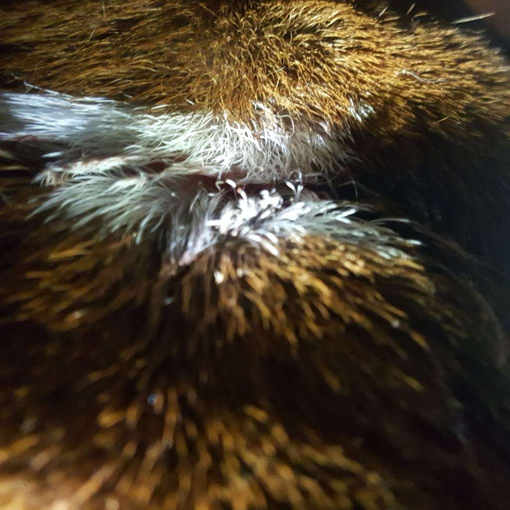 Rush Veterinary Center | 9 Lafayette Ave, Tamaqua, PA 18252, USA | Phone: (570) 668-1222