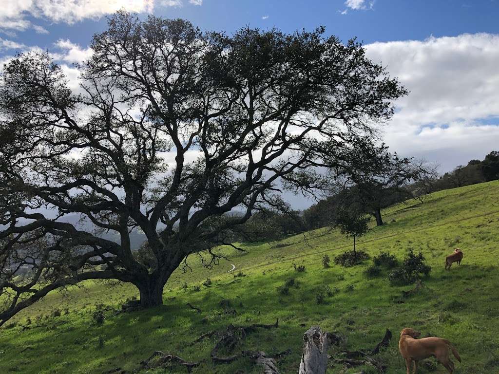 Mt Burdell Hike | 538-598 San Andreas Dr, Novato, CA 94945, USA