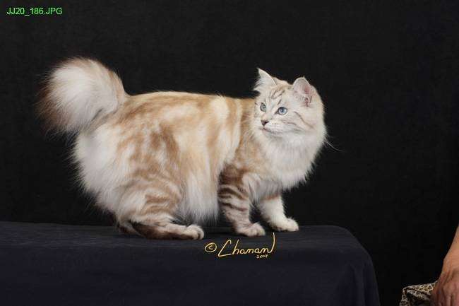 Kokopellie Cattery | Victory / Telegraph, Ventura, CA 93003, USA | Phone: (805) 368-2215