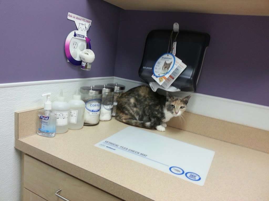 VCA MacArthur Animal Hospital | 4832 MacArthur Blvd NW, Washington, DC 20007, USA | Phone: (202) 337-0120