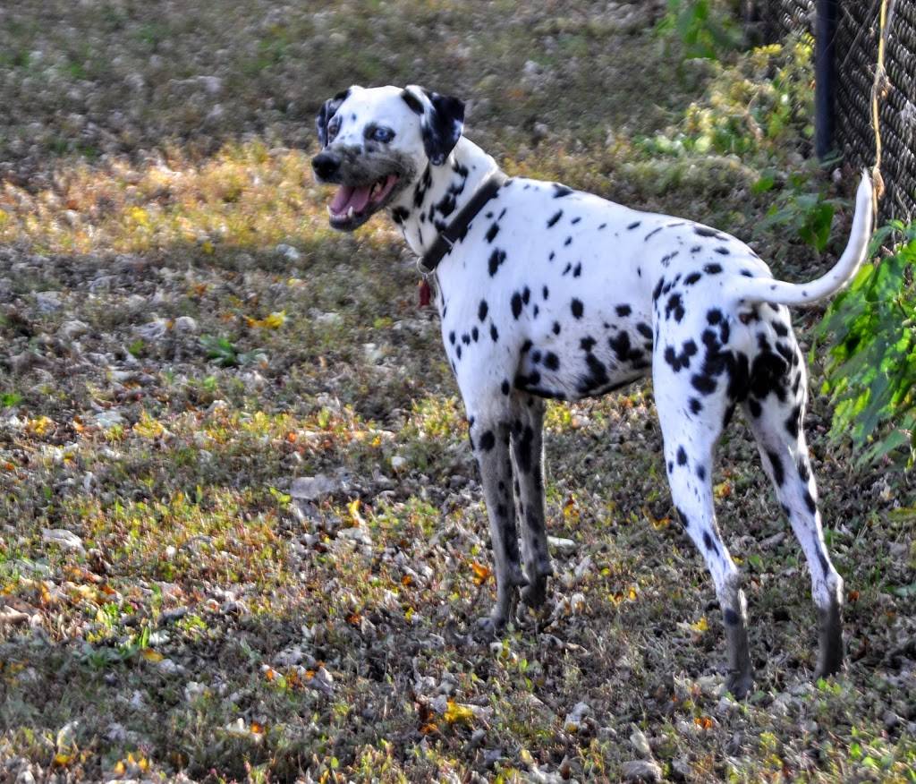 Otto Armleder Dog Park | 5057 Wooster Pike, Cincinnati, OH 45226, USA | Phone: (513) 521-7275