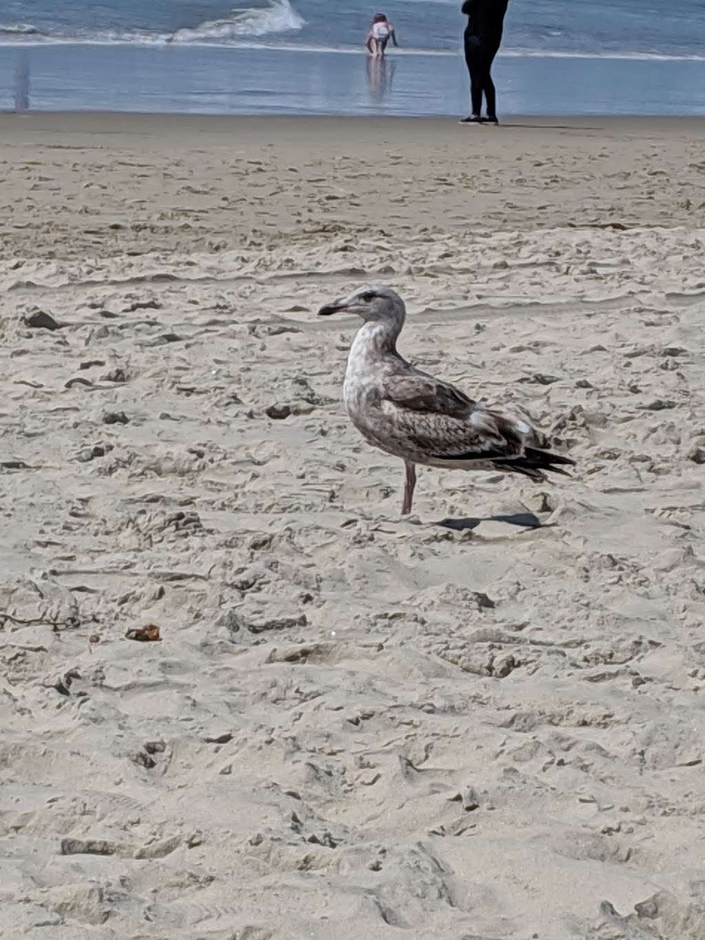 Mission Beach Boardwalk | Ocean Front Walk | W Mission Bay Dr, San Diego, CA 92109, USA | Phone: (619) 232-3101