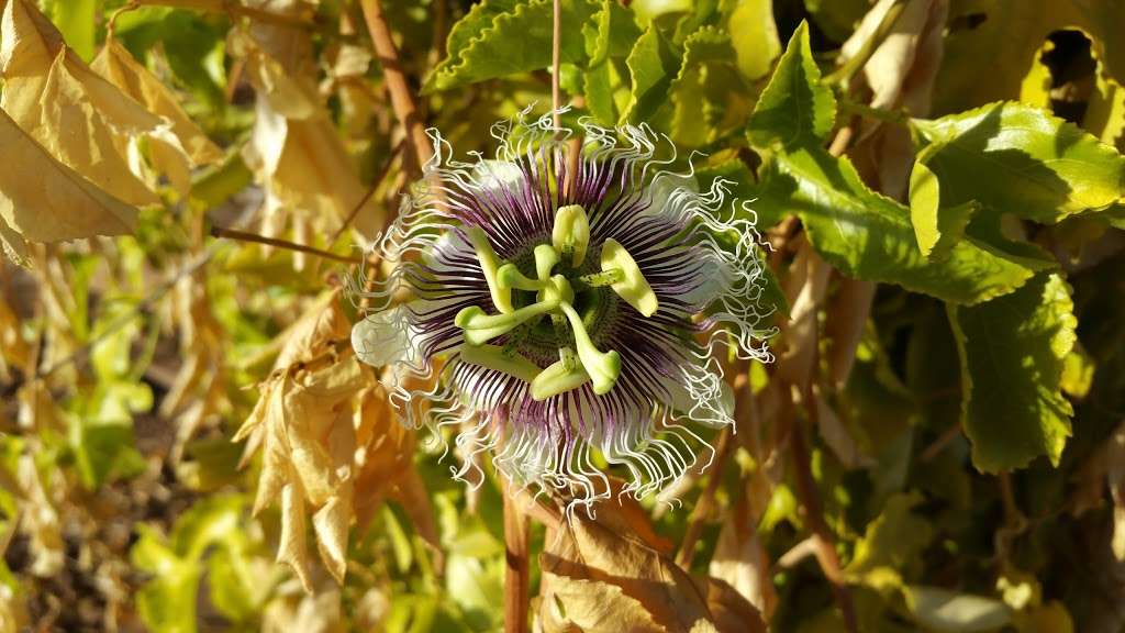 Earth Island Medicinal Herb Garden | 1098 McAndrew Rd, Ojai, CA 93023, USA | Phone: (805) 646-0693