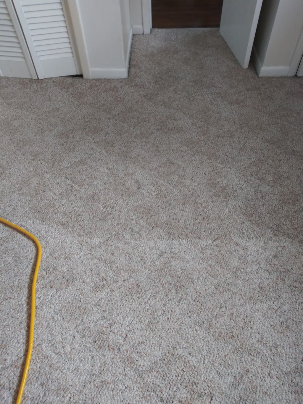 Carrollwood Carpet Cleaning LLC | 14006 Village Terrace Dr, Tampa, FL 33624, USA | Phone: (727) 873-8164