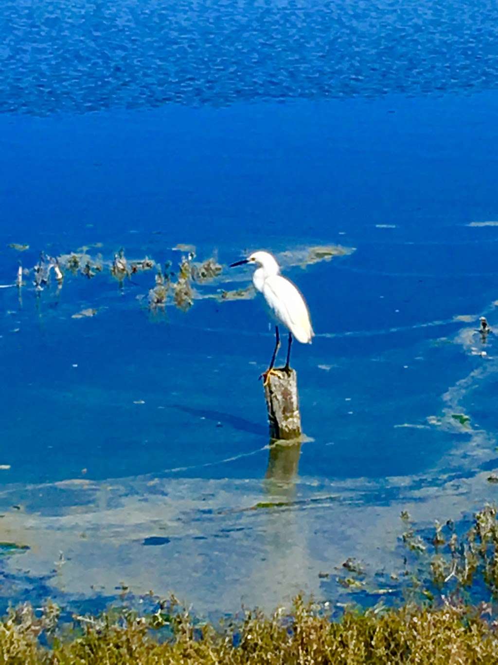 Bair Island Wildlife Refuge & Trail | 3 Uccelli Dr, Redwood City, CA 94063, USA | Phone: (415) 561-5510