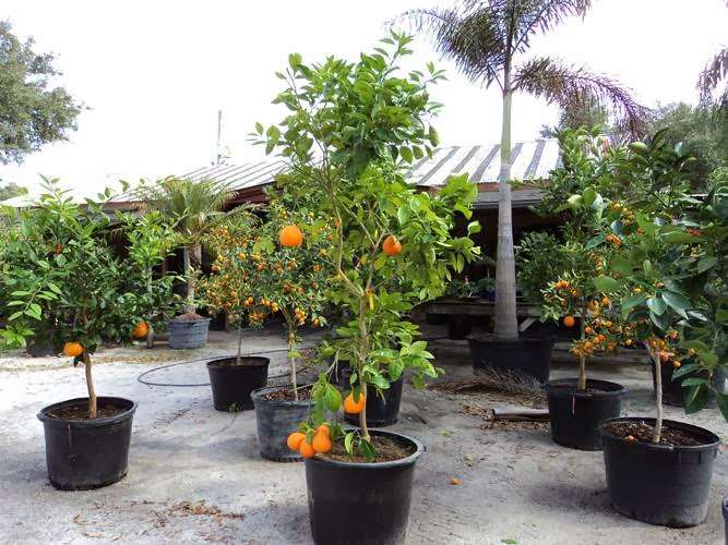 Palm Gardens Nursery | 4761 Judge Rd, Orlando, FL 32812 | Phone: (407) 851-6630