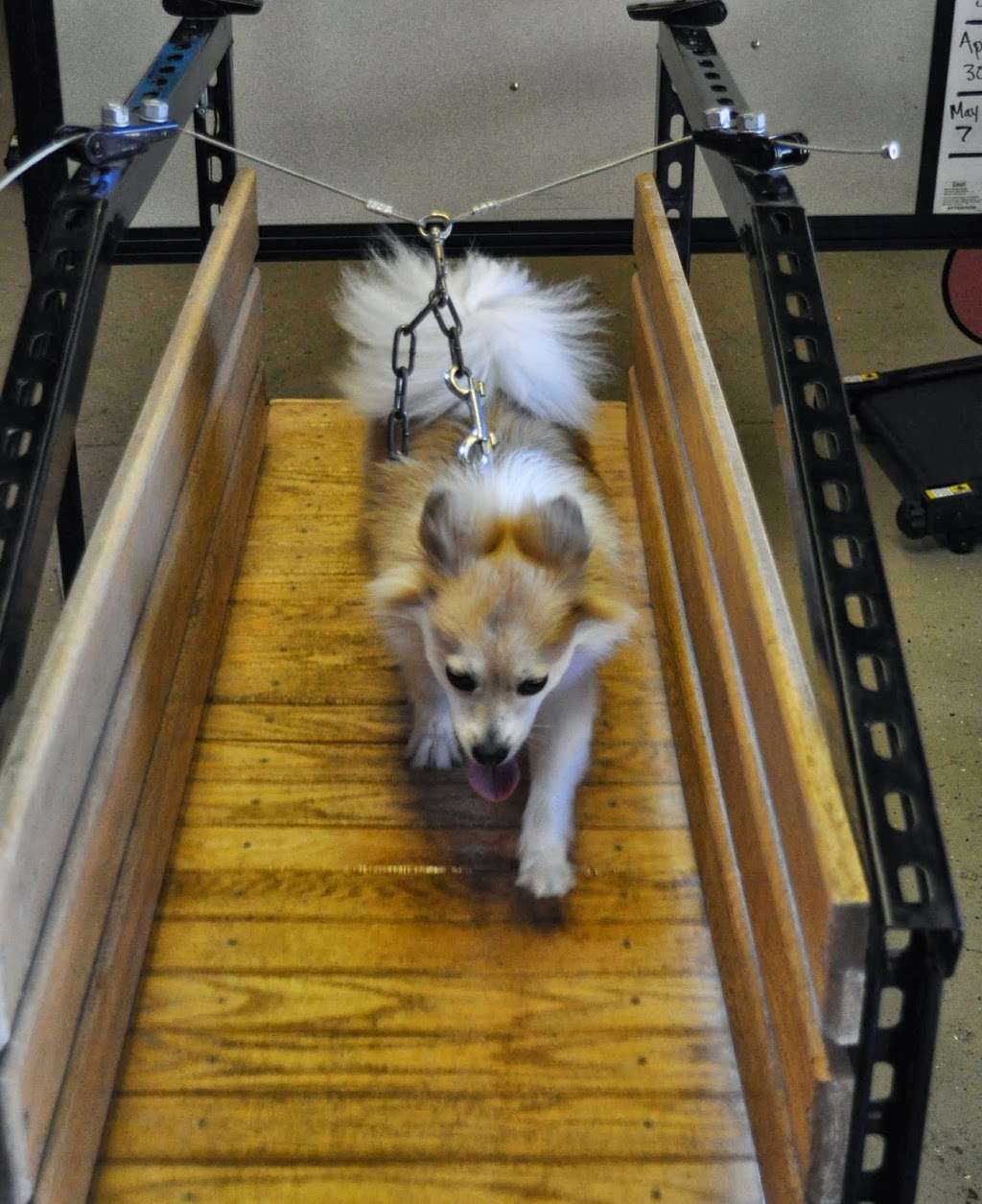 Derty Dog Canine Retreat & Fitness | 6357 Brentwood Blvd, Brentwood, CA 94513, USA | Phone: (925) 364-4967