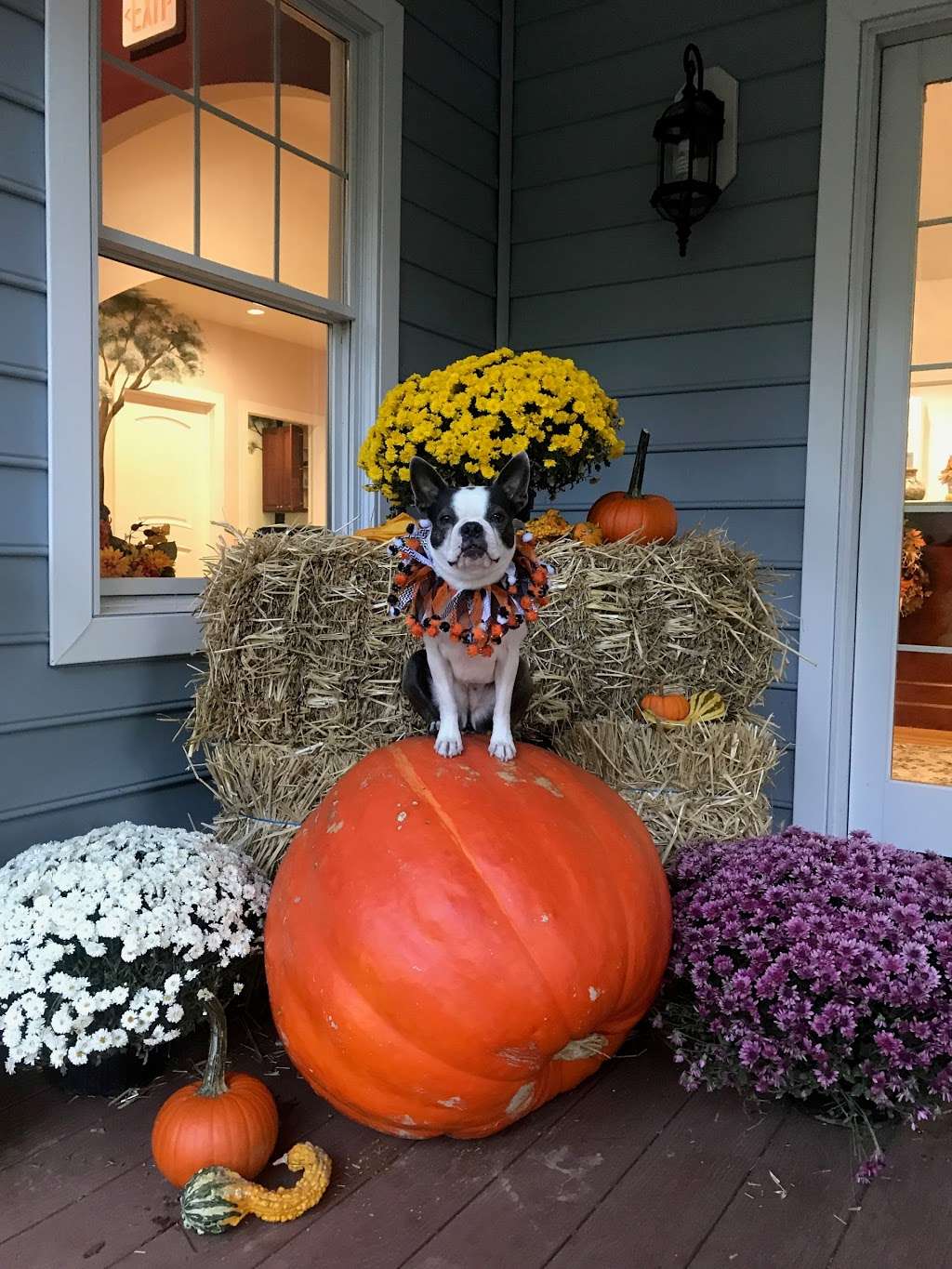 Family Veterinary Clinic | 1413 Defense Hwy #100, Gambrills, MD 21054, USA | Phone: (410) 721-4545