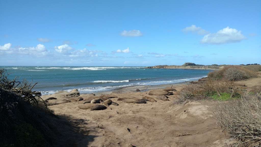 Año Nuevo State Park | California, USA