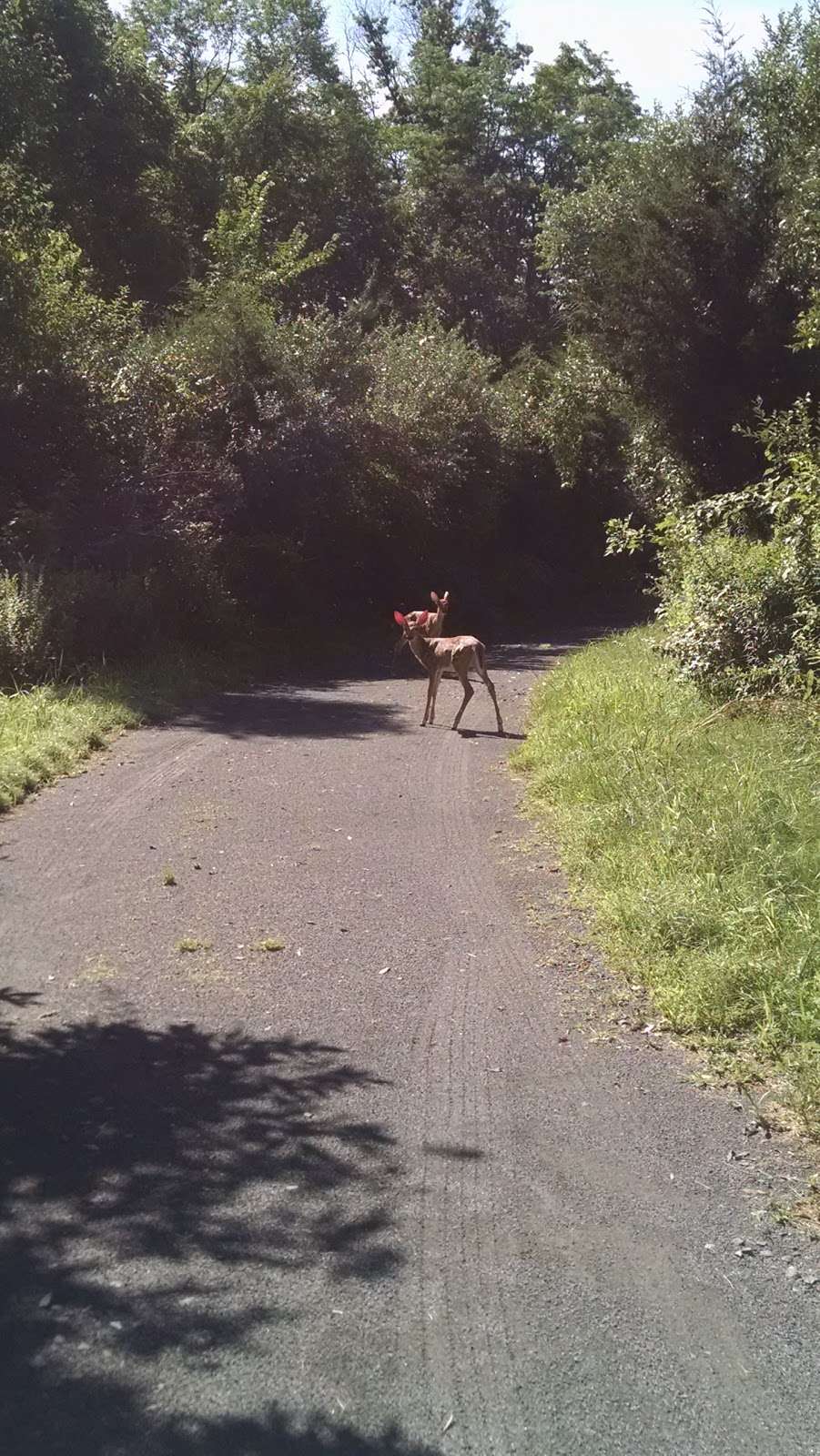 Maidenhead Meadows Park | Lawrence Township, NJ 08648