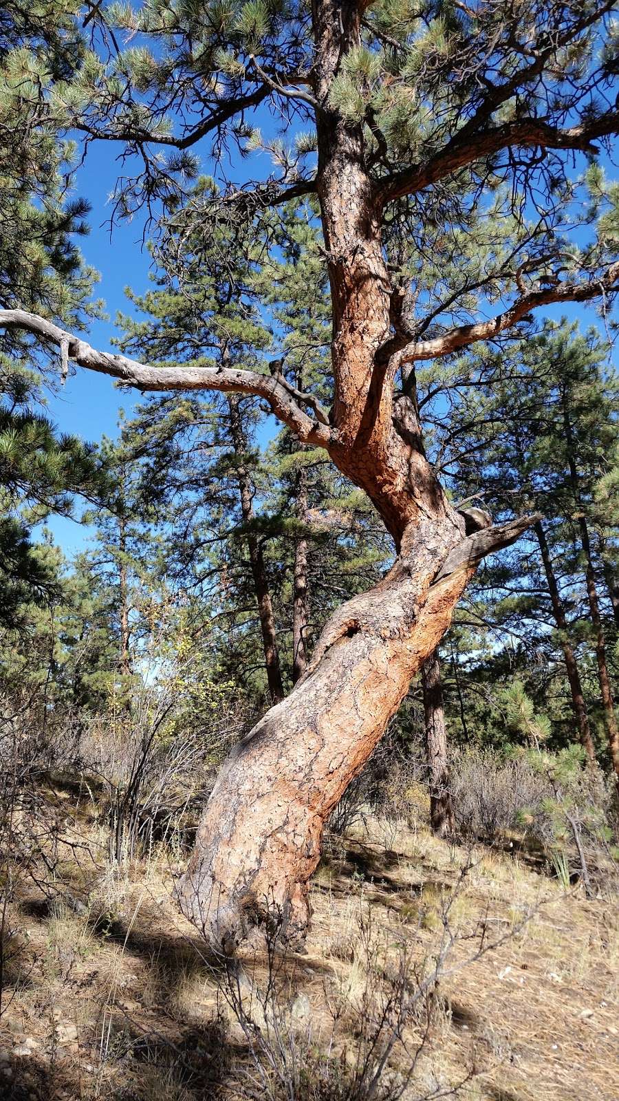 Brookside-McCurdy Trailhead | Bailey, CO 80421, USA