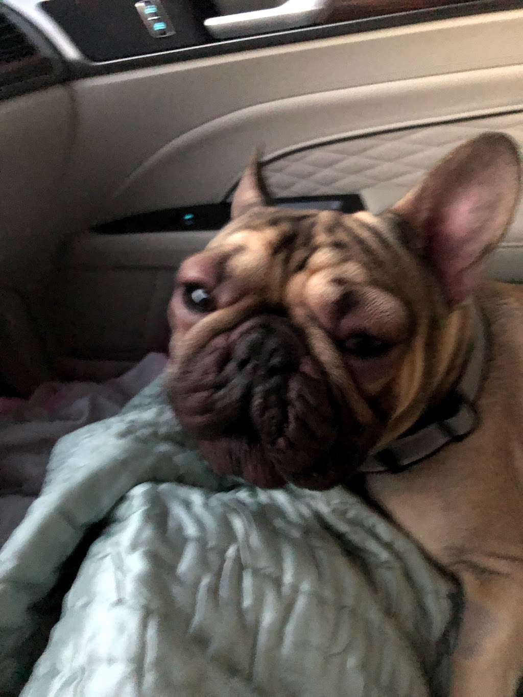 Pearland Pet Health Center | 10525 Hughes Ranch Rd, Pearland, TX 77584, USA | Phone: (713) 436-2555