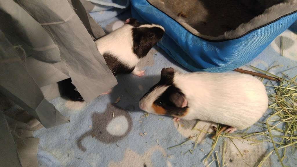 Best Friends Animal Hospital | 1988 Lincoln Way W, Chambersburg, PA 17202, USA | Phone: (717) 261-0520 Best Friends Animal Hospital | 1988 Lincoln Way W, Chambersburg, PA 17202, USA | Phone: (717) 261-0520