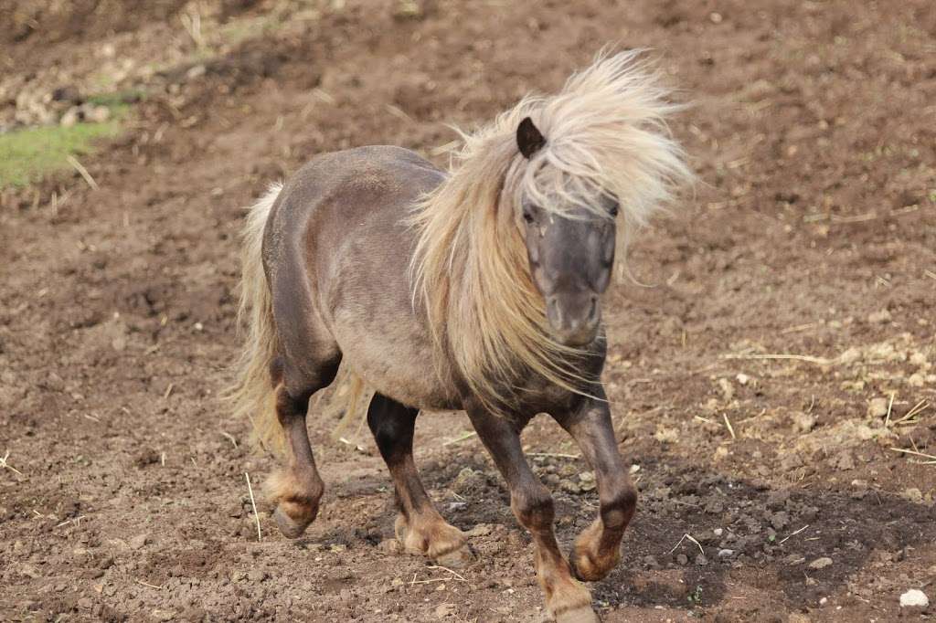 Cornerstone Reining Horses | W691 County Rd CI, Palmyra, WI 53156, USA | Phone: (262) 751-3343