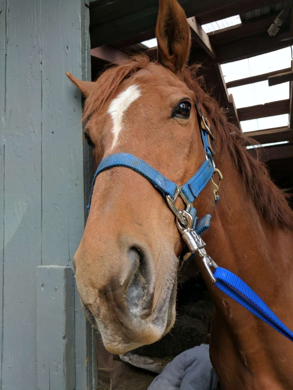 Kutztown Horse Stable | 261 Quarry Rd, Kutztown, PA 19530, USA | Phone: (610) 621-0677