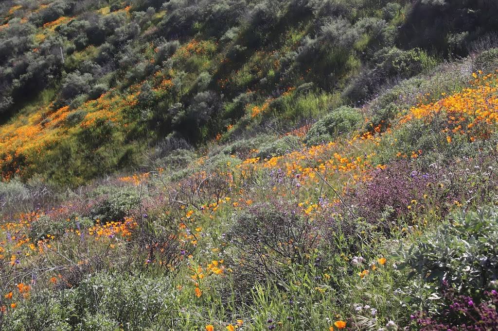 Wildflower Trail | Flower Trail, Hemet, CA 92545, USA