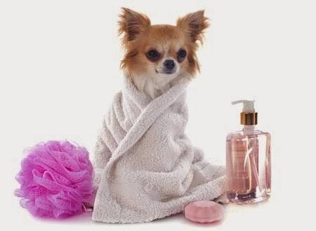 Pretty Pets Grooming | 5850 Eubank Blvd NE B25, Albuquerque, NM 87111, USA | Phone: (505) 293-1600