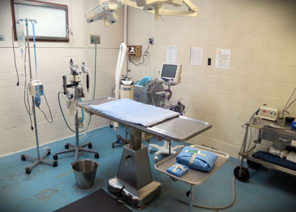 Norton Animal Hospital | 147 W Main St, Norton, MA 02766, USA | Phone: (508) 285-9822