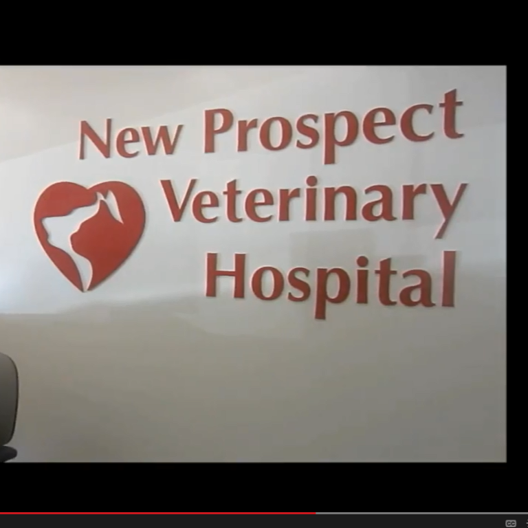 New Prospect Veterinary Hospital | 165 S New Prospect Rd, Jackson, NJ 08527 | Phone: (732) 363-4500