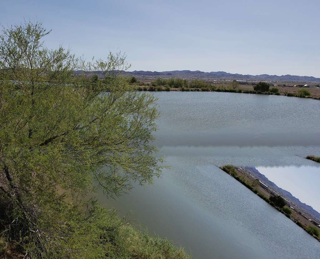 Henderson Bird Viewing Preserve | 350 East Galleria dr., Henderson, NV 89011, USA | Phone: (702) 267-4180