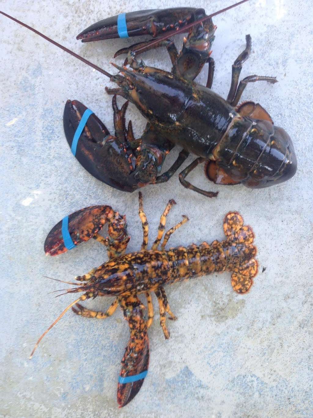 Plymouth Bay Lobster Co., LLC | 62R Hedge Rd, Plymouth, MA 02360, USA | Phone: (508) 746-3328