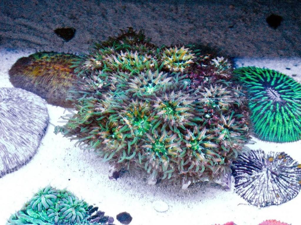 Amazing Aquariums & Reefs | 646 E Katella Ave, Orange, CA 92867, USA | Phone: (714) 928-5299