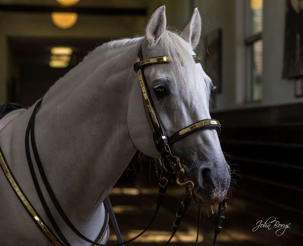 The Tempel Lipizzans | 17000 W Wadsworth Rd, Old Mill Creek, IL 60083, USA | Phone: (847) 244-5330