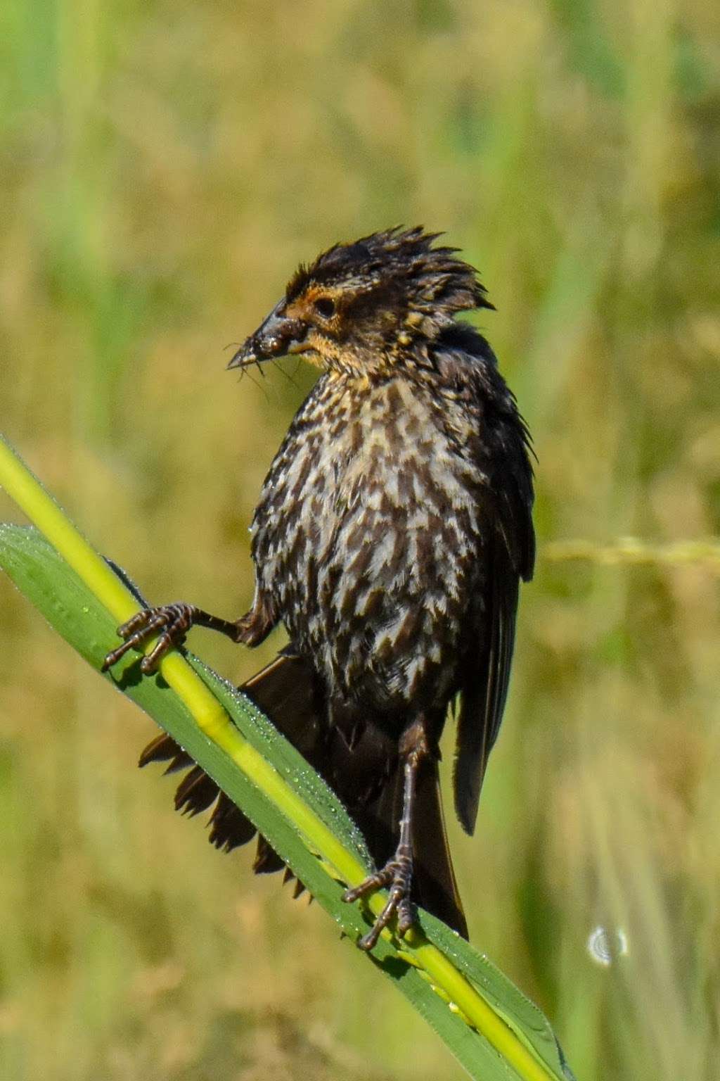 Griggstown Native Grassland Preserve | Princeton, NJ 08540, USA