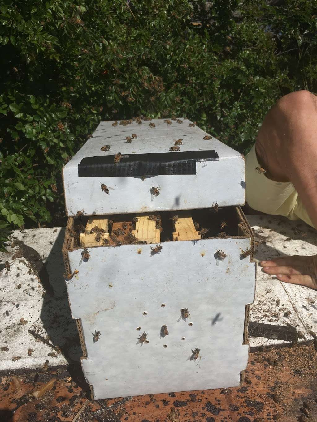 QueenB Live Bee Removal | 4327, 301 Sweetwood St, San Diego, CA 92114, USA | Phone: (619) 674-2841