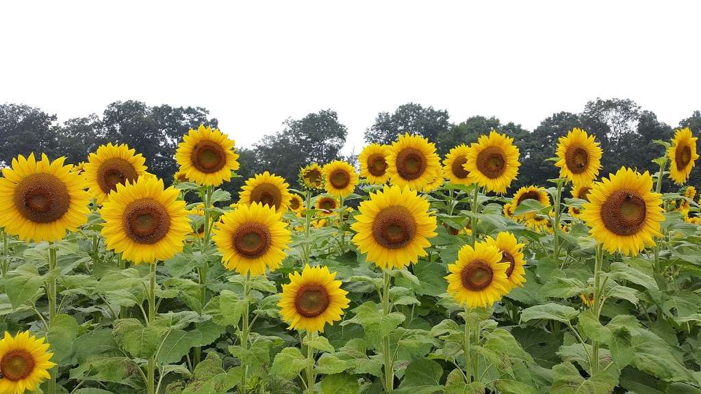 Farm Stand | 2441, 2417 Hampstead Mexico Rd, Westminster, MD 21157