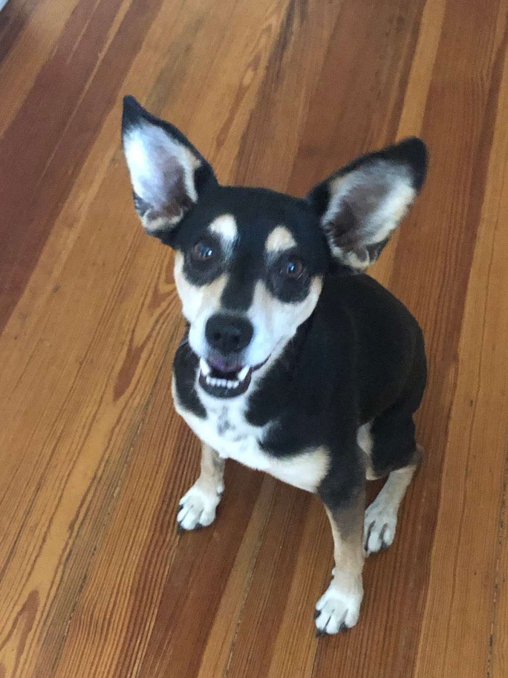 Happy Paws Fit & Sit | 6922 Elusive Pass, San Antonio, TX 78233, USA | Phone: (210) 560-3461