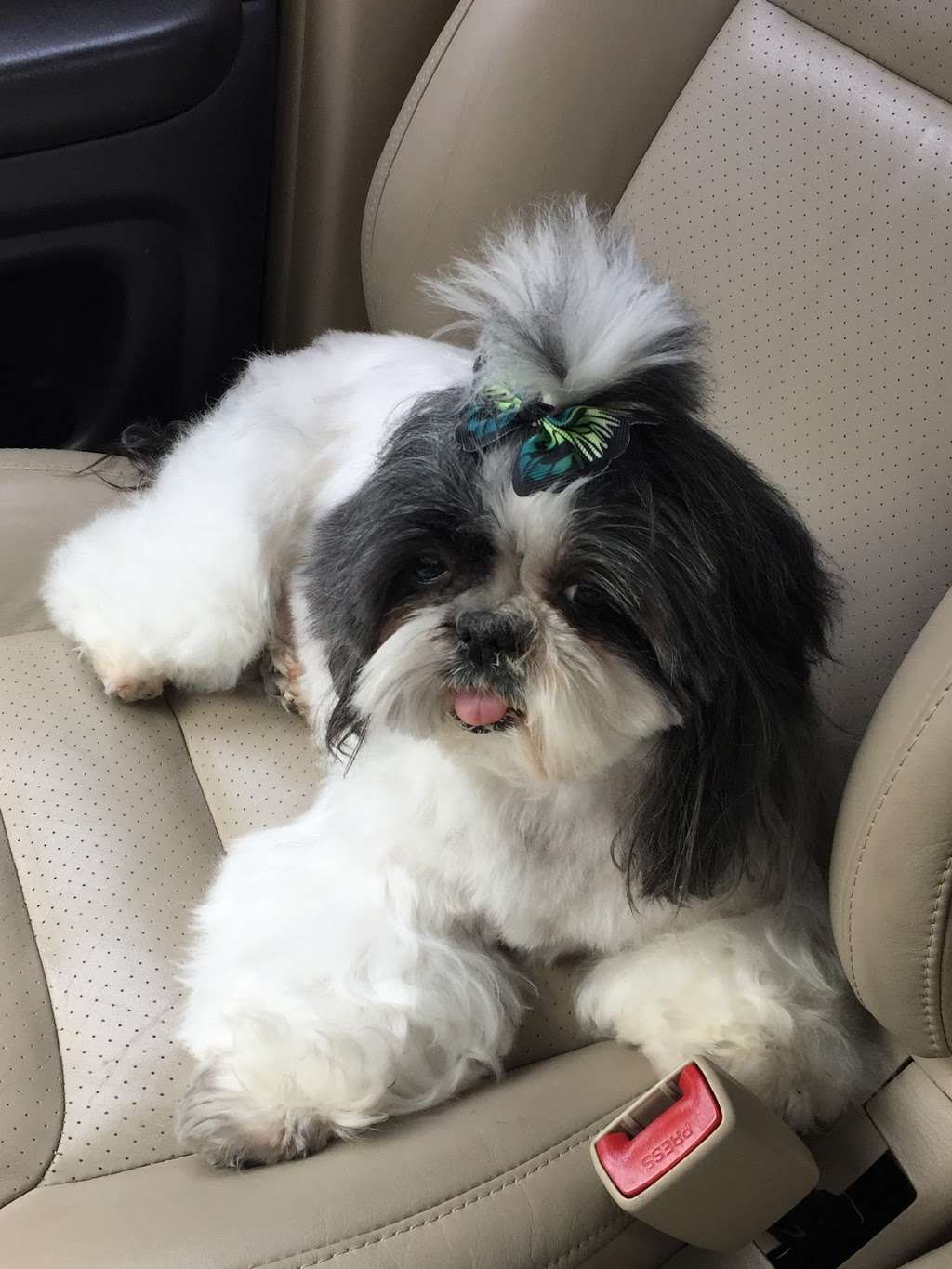 Rubber Doggies Wash n Go | 3929 Cibolo Valley Dr #240, Cibolo, TX 78108, USA | Phone: (210) 659-3000