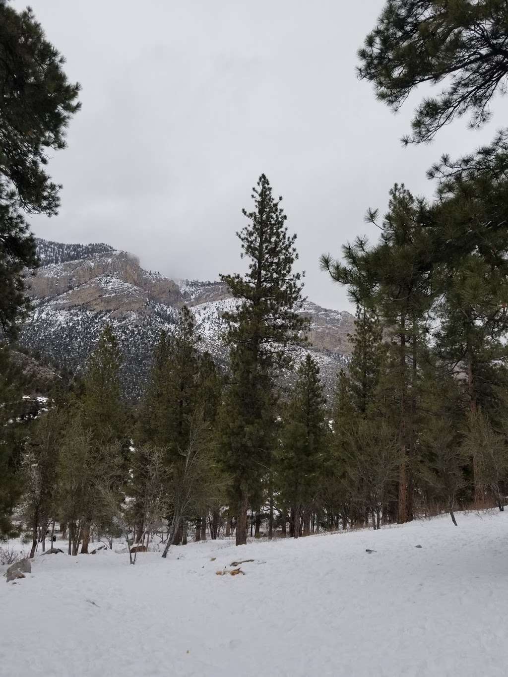 Fletcher Canyon Trailhead | Mt Charleston, NV 89124, USA | Phone: (702) 872-5486