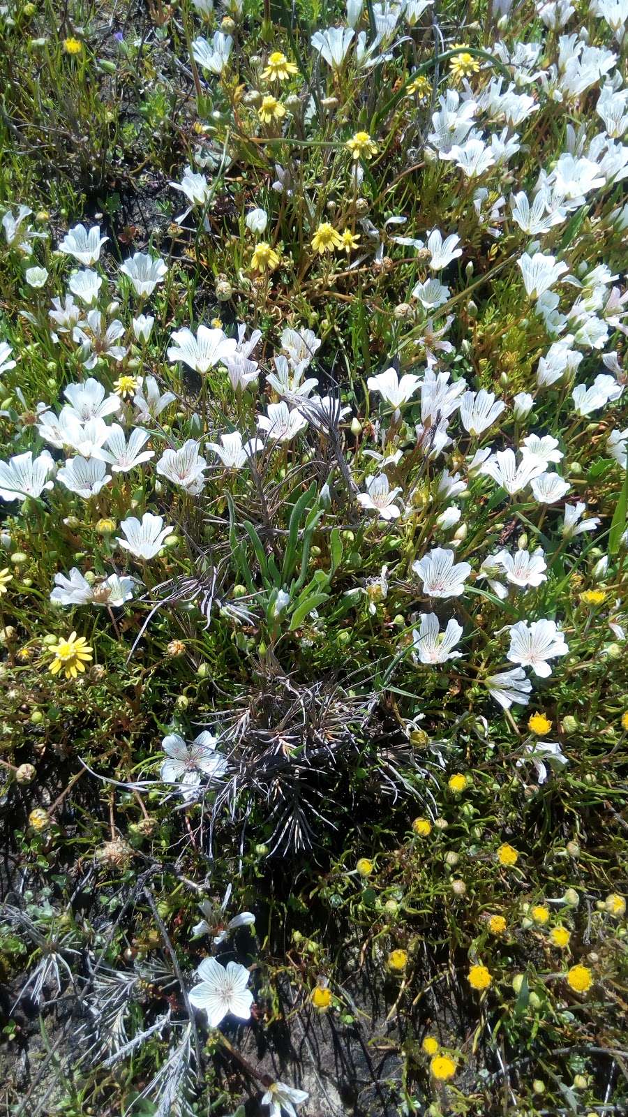 Jepson Prairie Preserve | 4845 Cook Ln, Dixon, CA 95620, USA