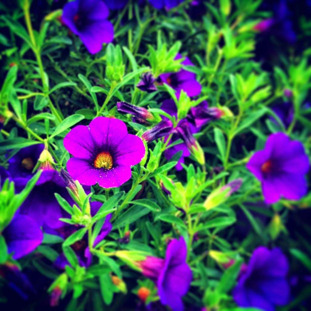 Steigers Lawn Care | 115 E Orchid Rd, Wildwood Crest, NJ 08260, USA | Phone: (609) 780-7954