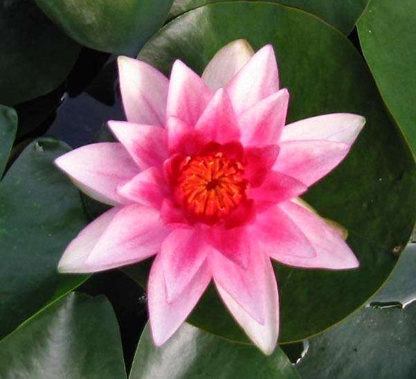 Lilies Water Gardens | Broad Ln, Dorking, Surrey RH5 5AT, UK | Phone: 01306 631064