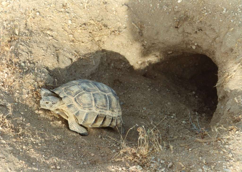 Desert Tortoise Natural Area | California City, CA 93505, USA | Phone: (951) 683-3872