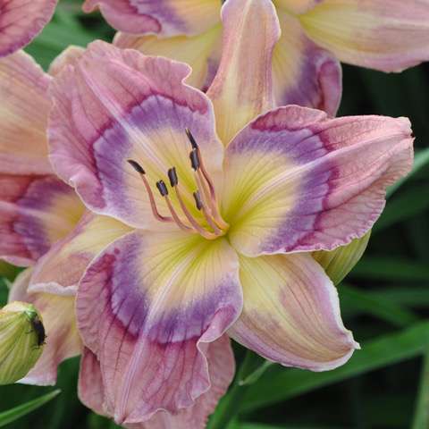 Nicole’s Daylilies | 34826 La Pl Ct, Eustis, FL 32736, USA | Phone: (352) 589-6698