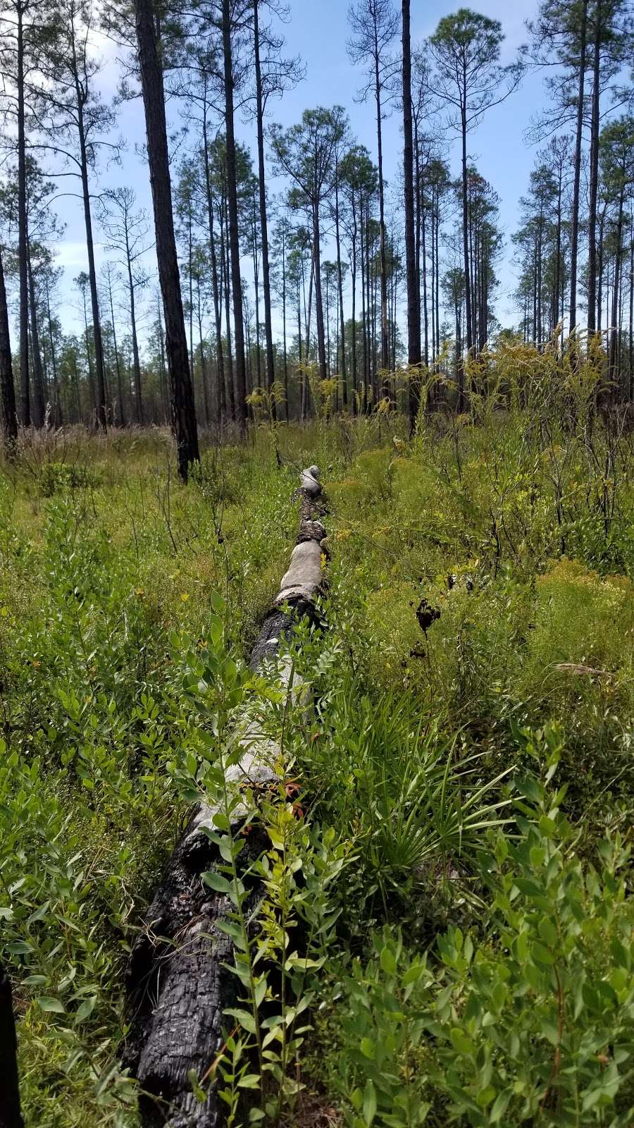 Richloam Wildlife Management Area | Webster, FL 33597, USA | Phone: (352) 732-1225